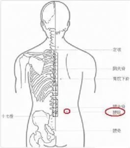 ​腰骶部是哪个部位？腰骶部位置图片