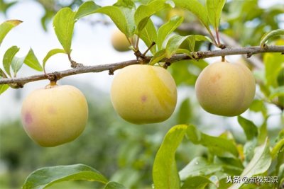 ​果树种植技术和管理（新农知识——果树栽培管理措施及种植技术，要点分析）