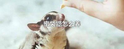 ​澳洲养袋鼠 蜜袋鼯与飞鼠的饲养法pdf