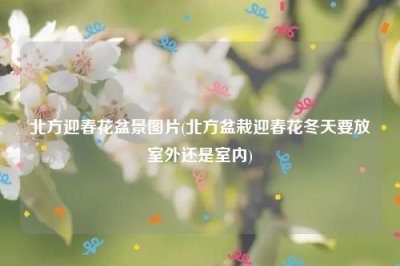 ​北方迎春花盆景图片(北方盆栽迎春花冬天要放室外还是室内)