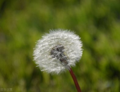 ​蒲公英能治股骨头吗 蒲公英能治疗股骨头坏死吗？