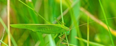 ​昆虫记蟋蟀的特点介绍 昆虫记蟋蟀的特点和生活特征200