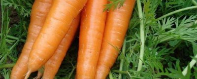 ​红皮白萝卜不能和什么一起吃 白萝卜不能和什么一起吃会中毒