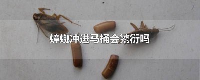 ​蟑螂冲进马桶会繁衍吗 蟑螂冲进马桶会繁衍吗图片