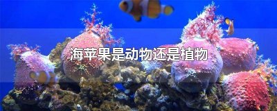 ​海苹果是动物还是植物动物 海苹果是动物还是植物还是动物