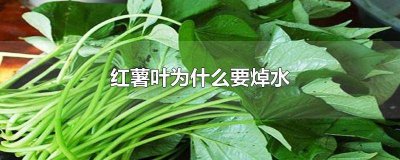 ​红薯叶为什么要焯水再炒 红薯叶是否需要焯水