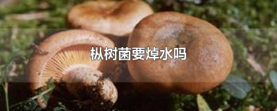 ​鸡枞菌不焯水能直接炒着吃? 枞树菇要焯水吗