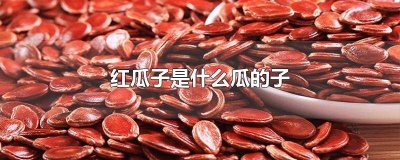 ​红瓜子是长在哪里的 有大瓜子的瓜叫什么瓜