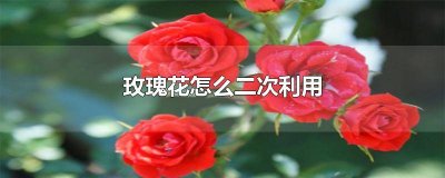 ​养玫瑰花知识大全与技巧 玫瑰花应该怎么养