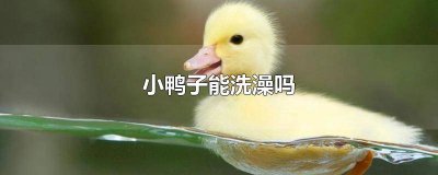 ​小鸭子能洗澡吗冬天 小鸭子能洗澡吗怎么洗