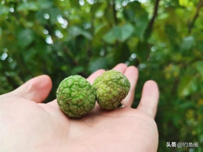 ​河里草鱼用什么钓最好（6种比较常见的草鱼饵料介绍)