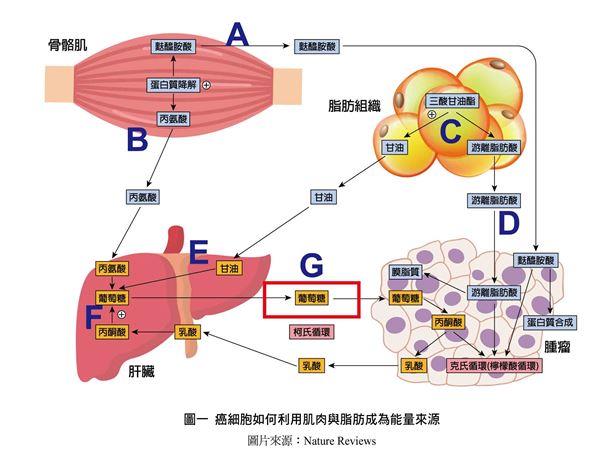 我特别嗜睡是什么原因 12症状恐是恶病质作祟