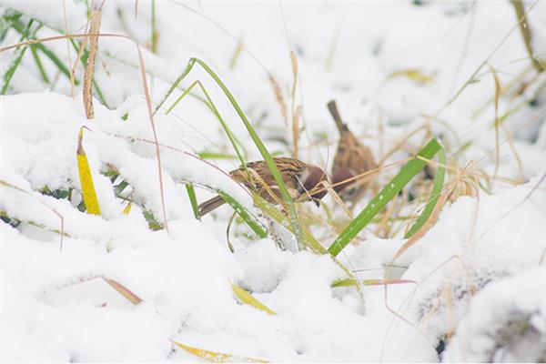 小雪有什么讲究 小雪是要下雪了吗