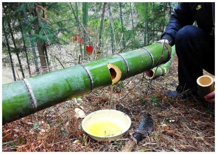 之前火热的“活竹酒”，以竹养酒健康奇特，为何销声匿迹？