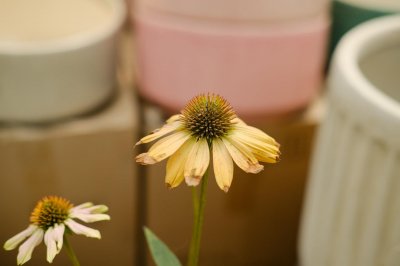 ​松果菊的养殖方法和注意事项