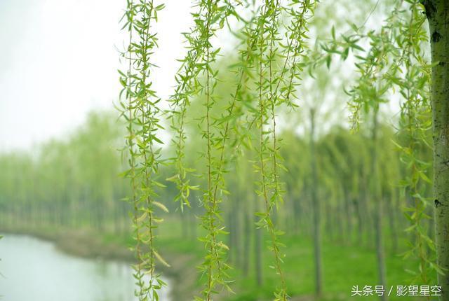 春风千里，醉美三月，繁花似锦！