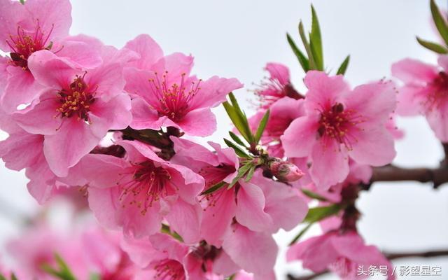 春风千里，醉美三月，繁花似锦！