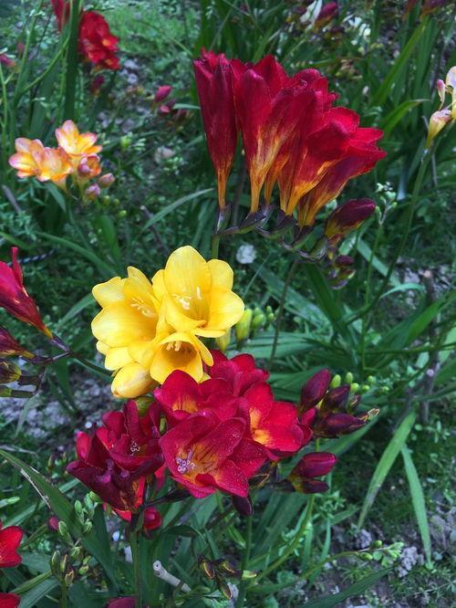 此花花香清幽似兰，花色纯白如雪