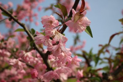 ​吹红了桃花，吹绿了柳树，你在路上安慰谁…