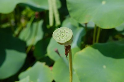 ​如何在水缸里养荷花