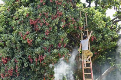 ​独一无二的挂绿荔枝母树，荣辱兴衰400多年，成就24.8亿品牌价值