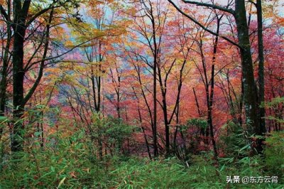 ​四川巴中南江光雾山大坝景区彩林五彩缤纷美不胜收摄影者的天堂