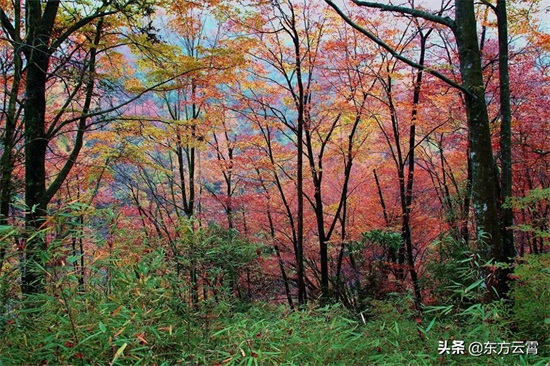 四川巴中南江光雾山大坝景区彩林五彩缤纷美不胜收摄影者的天堂