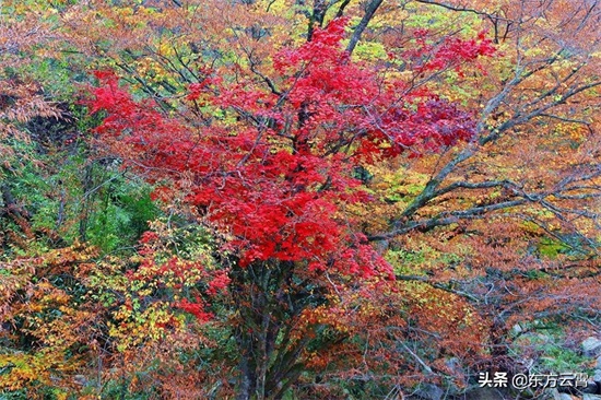 四川巴中南江光雾山大坝景区彩林五彩缤纷美不胜收摄影者的天堂