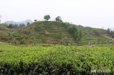 ​从大别山深处走出来的“英山云雾茶”老板郑正财